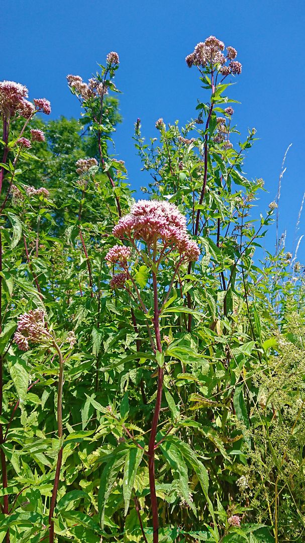 Pflanzen   Steveraue   2020.07.13 11.42 23 HD